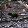 アカミノフウチョウ Wilson's Bird of Paradise 2