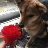 犬と花。食べられないものには興味なし。