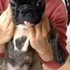 No.599 大吉 （フレンチブルドッグ 4ヶ月 ）