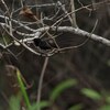 Willie Wagtail  ヨコフリオウギビタキの食事