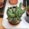フェルニアの花、再び