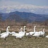 何だか変？おかのハクチョウ　群れで牧草地飛来　丸森（宮城県）