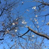 四季桜が