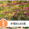 【木場ほたるの里】長崎市西山ダム上流の八重桜が穴場！ホタルも？