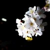 GM1+14mmで夜桜を撮ってみた