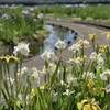 己戸沼公園に隣接！乙戸水生植物園の花菖蒲が開花！見ごろはいつ？【茨城・土浦市】