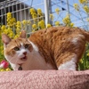 花とハナの写真