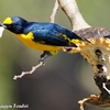 人を恐れない Yellow-Throated Euphonia （イエロースローテッド　エウホニア） 