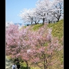 城址公園の桜