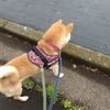 雨上がりのプチ散歩、だよ