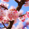 熱海桜を見て来ました①