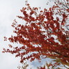 さわやかな秋晴れ、「紅・黄葉」が進みます。