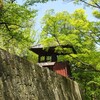 Azalea and Wisteria in May of Komoro-Ueda (Nagano)