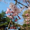 臨床検査技師の独り言---枝垂れ桜の美しい『三橋総合公園』