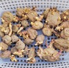 秋冬野菜栽培日記：秋ジャガの種芋