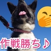 愛犬の【気持ち】イライラしちゃうんだよ！！！…( ˘•ω•˘ )