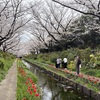 満開のサクラとチューリップの風景　江川せせらぎ緑道