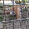 何十年ぶりかな−京都市動物園にて