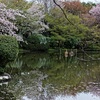 京都・桜旅行～龍安寺「そうだ、京都行こう」の写真を撮る。