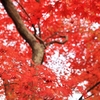 フォト・ライブラリー(328)京都・嵐山の紅葉2012〜前半