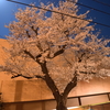 夜桜を撮ってみた