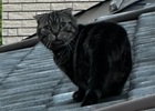 9月7日(月)隣の家の屋根にうちの猫が笑　夜は新さんま