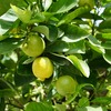 Are Citrus  Trees And  Trees The Exact Same Thing