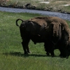 イエローストーンのアメリカバイソン(American Bison)