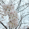 花の雨