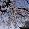 お彼岸のお寺の桜・・・男はつらいよならぬ腰痛はつらいよ。