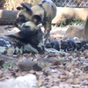 パース動物園でリカオンの赤ちゃんがお披露目