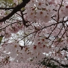 桜が満開！花見は見頃