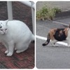 月曜日の朝の散歩で会った猫