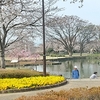 日々、桜のパトロール？～前橋のおすすめ桜コース