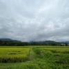 2022/08/22 月曜日　イネ実ってきました