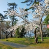 【2023年3月31日 現在】一本松公園でお花見できるかな(o'ω'o)？