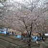 桜ノ宮の桜