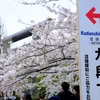 【写真日記】二週間遅れの桜