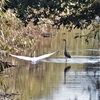 多々良沼は野鳥の楽園？