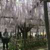 藤の花（埼玉の玉敷神社辺り）
