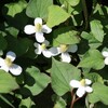 手賀沼遊歩道のドクダミの花