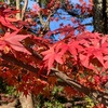 四日市市水沢町のもみじ谷🍁〜三重の犬連れ散歩