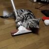 「ふんぬ～！」掃除機にしがみついて超邪魔する猫の動画