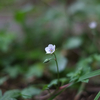 露草に黒扁虻