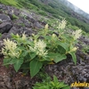 北海道で出会った植物－203．ウラジロタデ－