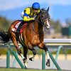 競馬初心者必見☆馬券予想🔥〜金鯱賞〜ディープ血統が強いレース！