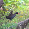 ヤンバルクイナに魅せられる！