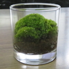 苔売れるかな