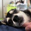 まろにー3317日目