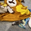やっぱり仲の良いイタグレたち